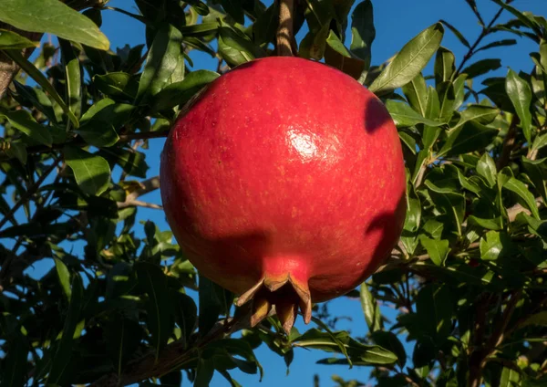 Reife Granatapfelfrüchte auf einem Ast aus nächster Nähe, Herbst im Spai — Stockfoto