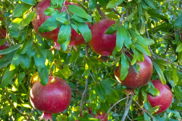 Reife Granatapfelfrüchte auf einem Ast aus nächster Nähe, Herbst in der Therme — Stockfoto