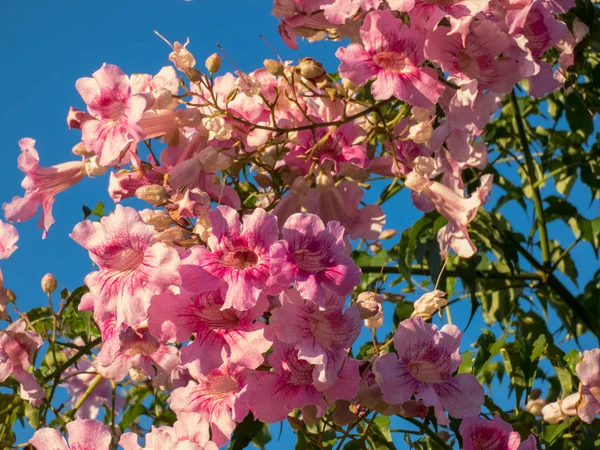 Pandorea jasminoides (Ricasoliana) pembeye boyanmış. — Stok fotoğraf