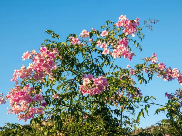 Pandorea jasminoides (Ricasoliana) pembeye boyanmış. — Stok fotoğraf