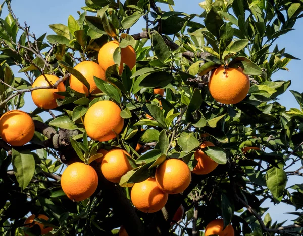 Νωπά πορτοκάλια στο κλαδί δέντρου στον ισπανικό κήπο — Φωτογραφία Αρχείου