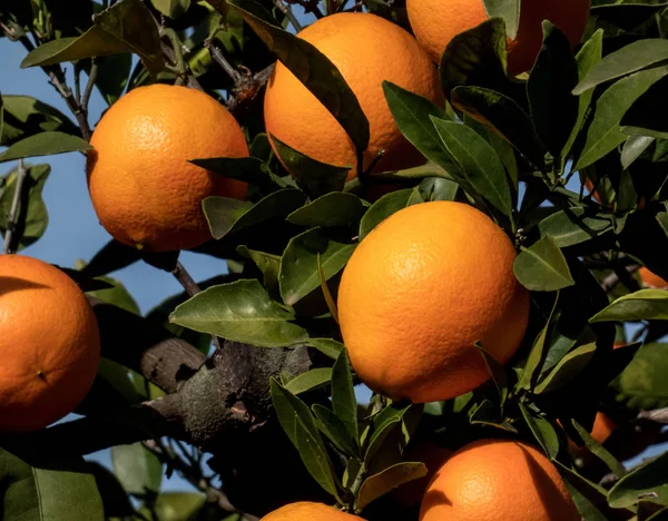 Νωπά πορτοκάλια στο κλαδί δέντρου στον ισπανικό κήπο — Φωτογραφία Αρχείου