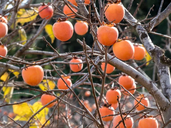 Persimmon gyümölcsök a fák őszi spanyol kertben.Közelkép. — Stock Fotó