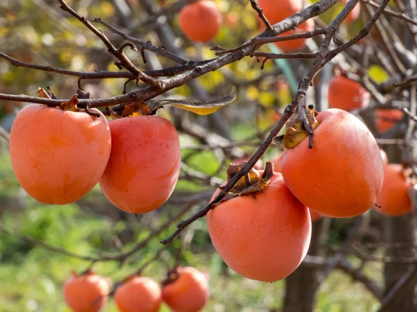 Sonbahar İspanyol bahçesinde ağaçlarda hurma ağaçları. Yaklaş..