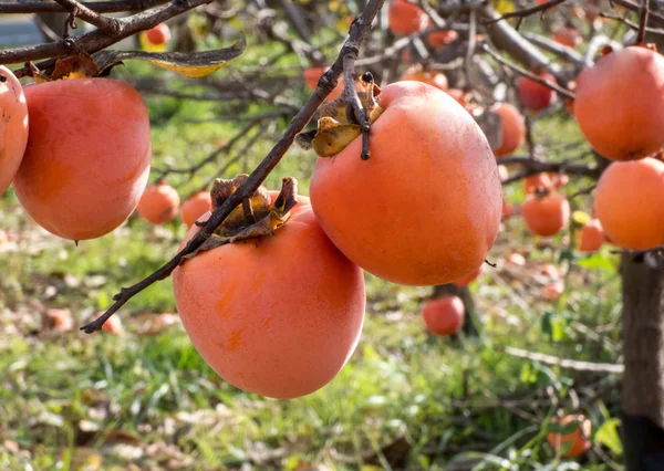 Sonbahar İspanyol bahçesinde ağaçlarda hurma ağaçları. Yaklaş..