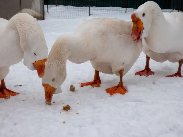 Drei Gänse fressen im Winter auf dem Hof im Schnee. — Stockfoto