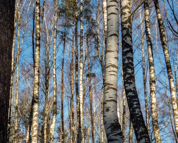 Birch Forest In Winter Sunny Day. Blue sky — Stock Photo, Image