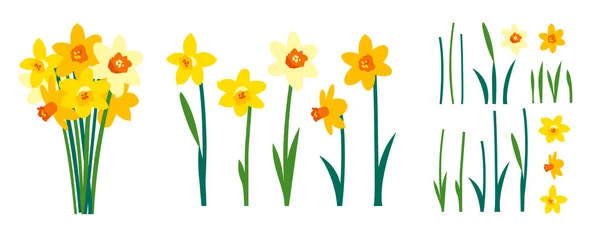 Vektorsatz positiver floraler Illustrationen isoliert auf weißem Hintergrund. Frühlingsblumen im Garten. gelbe Narzissen Strauß. Clip Art für bunte festliche Grußkarten, Plakate, Banner. Frauentag — Stockvektor