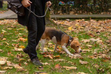 Av köpeği Beagle ve sahibi parkta yürüyor.