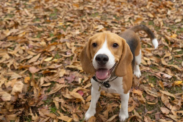 Happy Dog on the walk in the park. Show dog of breed of beagle on a natural background autumn foliage