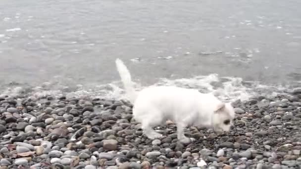 Biały Chihuahua Spaceruje Bawi Się Plaży Morskiej — Wideo stockowe