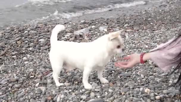 Los Mejores Amigos Chihuahua Perro Una Chica Jugando Playa — Vídeo de stock