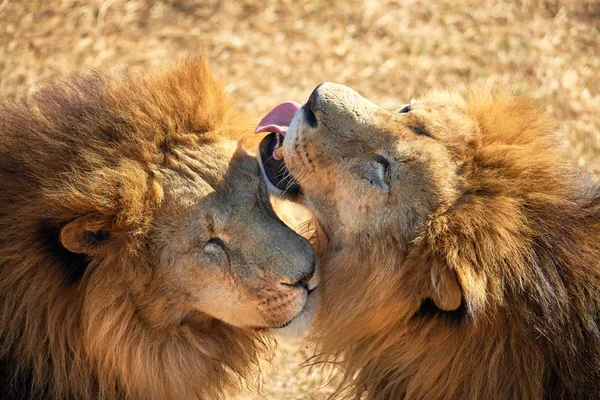Ein Löwenpaar — Stockfoto