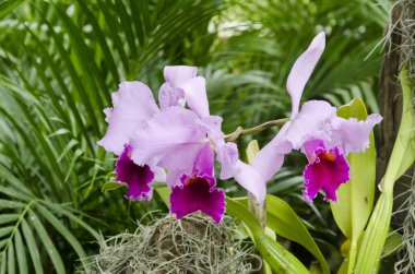 Cattleya Trianae orchid, a beautiful tropical flower clipart