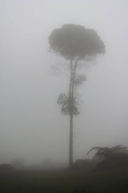 Sisin ortasında yapayalnız bir ağaç