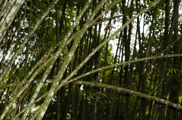 Guadua angustifolia, un bambú neotropical, con hongos —  Fotos de Stock