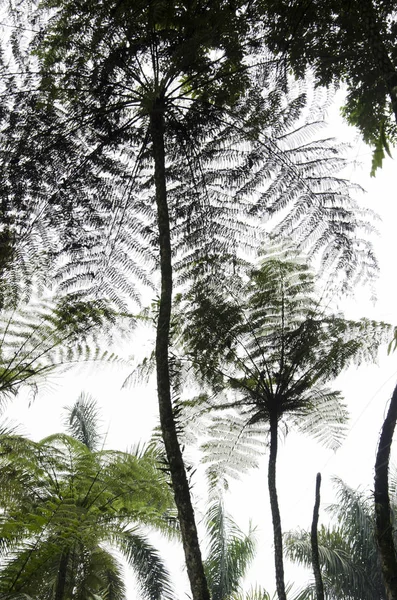 Landscape of tree ferns, in Quindio, Colombia — Stock Photo, Image