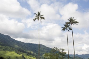 Landscape with Quindio wax palms, Ceroxylon quindiuense, national tree of Colombia clipart