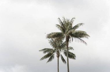Quindio wax palms, Ceroxylon quindiuense, in the Cocora Valley clipart