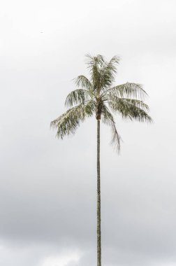 Quindio balmumu palmiye, Ceroxylon quindiuense, Cocora Vadisi 'nde