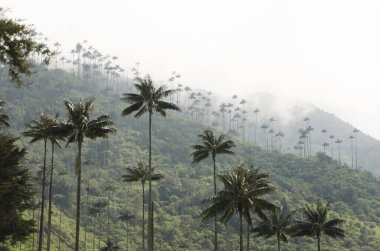 View of Cocora valley with Ceroxylon quindiuense, wax palms. clipart