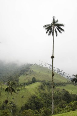 Quindio balmumu palmiye, Ceroxylon quindiuense, Cocora Vadisi 'nde