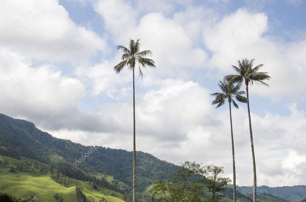 Landscape with Quindio wax palms, Ceroxylon quindiuense, national tree of Colombia