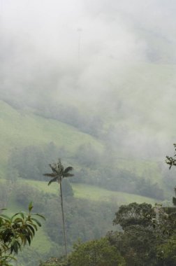 Cocora valley misty landscape with Ceroxylon quindiuense, wax palms. clipart