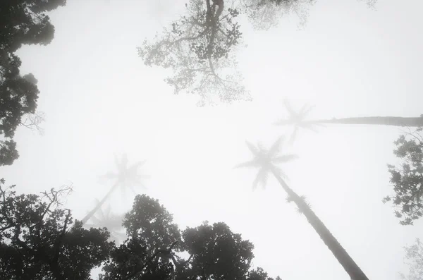 Uitzicht naar boven, Cocora vallei mistige scène met Ceroxylon quindiuense, wax palmen. — Stockfoto