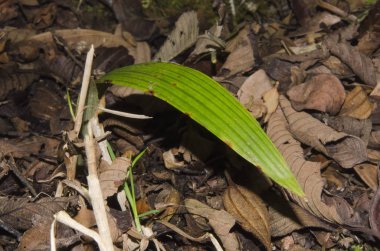 Cocora Vadisi 'nde balmumu palmiyesi filizleniyor.