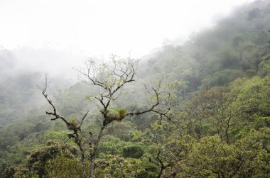 Cocora Vadisi 'ndeki sisli orman bitkisi