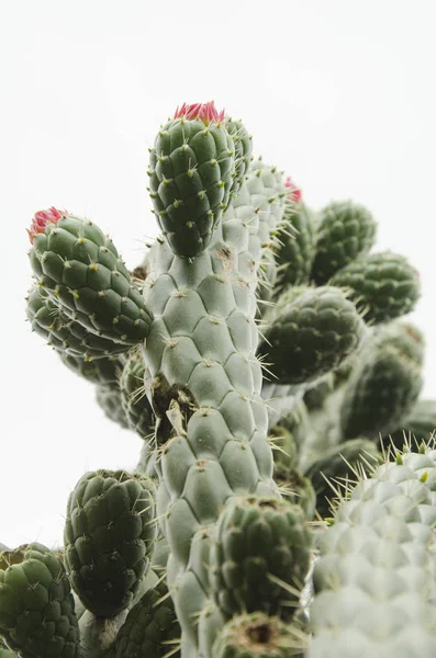 Cactus con fiori rossi in crescita — Foto Stock