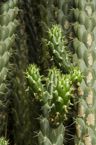 Desert vegetation: cactus filling the frame