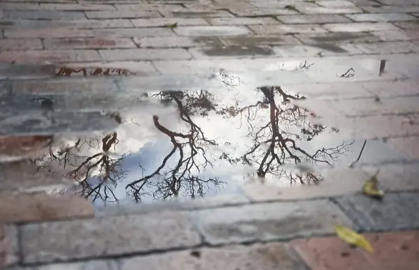 Flaque d'eau sur un plancher de briques dans lequel les arbres et un ciel nuageux se reflètent — Photo
