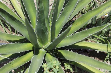 Agave kerchovei, dikenli yeşil yapraklı Meksika çöl bitkisi.