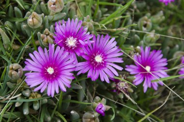 Arkasındaki buz fabrikası, lamba spektabilis, baharda çiçek açtı.
