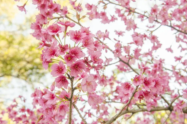 Kiraz çiçeği, sakura çiçekleri, Japon kiraz ağacı. — Stok fotoğraf