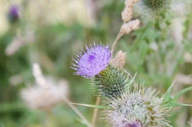 Devedikeni çiçek açmış, Carduus pycnocephalus