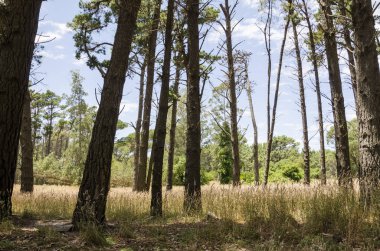 Enerji Ormanı ya da Büyülü Orman, Miramar, Buenos Aires 'te büyülü bir yer.