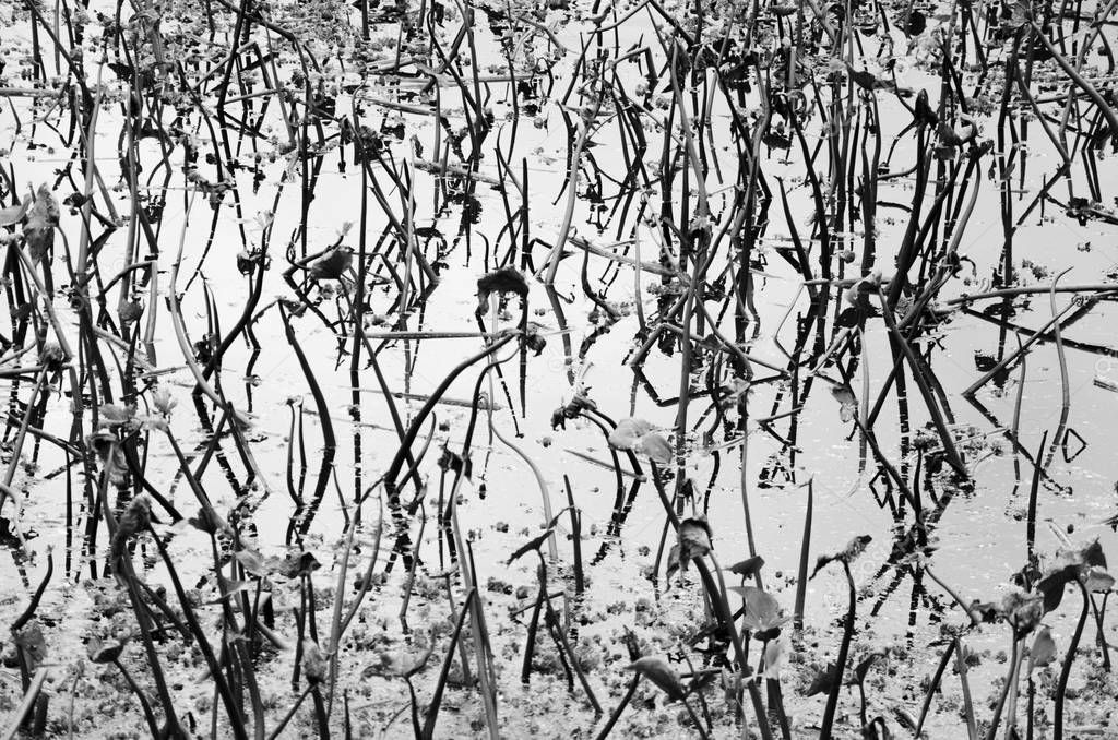 Nature abstraction: black and white image of an aquatic surface and its reflections