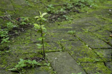 Yosunlu tuğlalar arasında büyüyen küçük bir bitki.