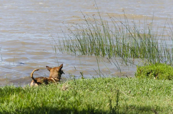 Dog entering the water, cooling off on the shore of the Rio de la Plata