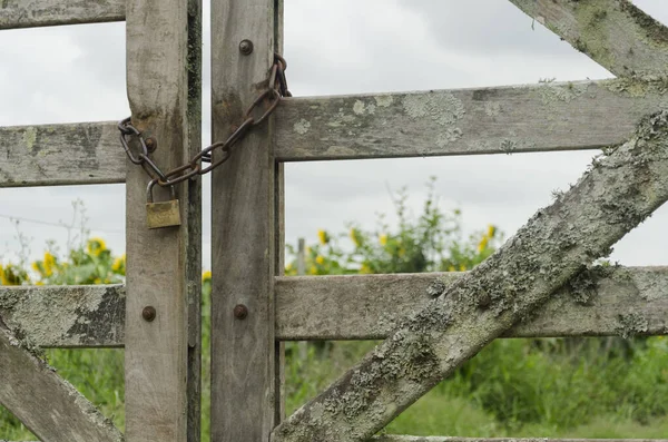 Chain and padlock closing a gate, behind it a field of sunflowers and a cloudy sky — Stock Photo, Image