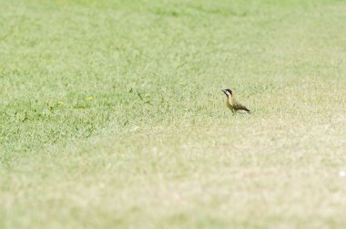 Yeşil çizgili ağaçkakan, Colaptes melanokloros, çimlerin üzerinde duruyor.