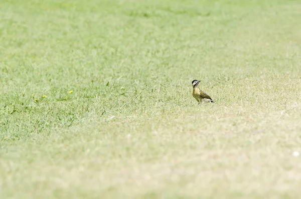 绿条啄木鸟，科拉普特黑蓝藻，屹立在草地上 — 图库照片