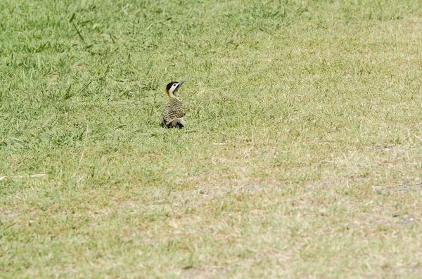 Grünspecht, colaptes melanochloros, steht im Gras — Stockfoto