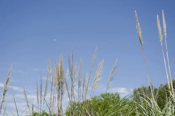 低木、パンパス草、コルタデリアselloana 、そして月との強烈な青い空 — ストック写真