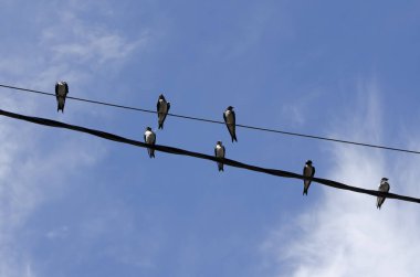 Bir grup kırlangıç, güneşli bir öğleden sonra bir çift elektrik teline tünediler.