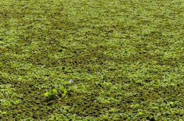 Lagoon surface completely covered by aquatic plants, one of them flowered clipart