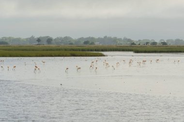 San Clemente del Tuyu 'daki Flamingo kolonisi, Buenos Aires, Arjantin